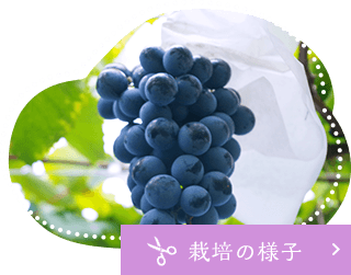 栽培の様子